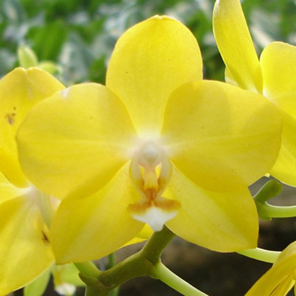 Phalaenopsis I-Hsin SunFlower (L675)