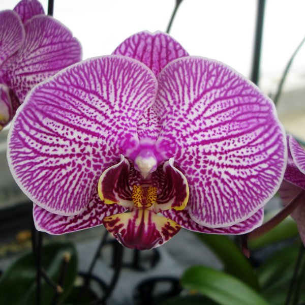 Doritaenopsis Jiuh Bao Red Rose - Dtps Taida Pearl (L688)