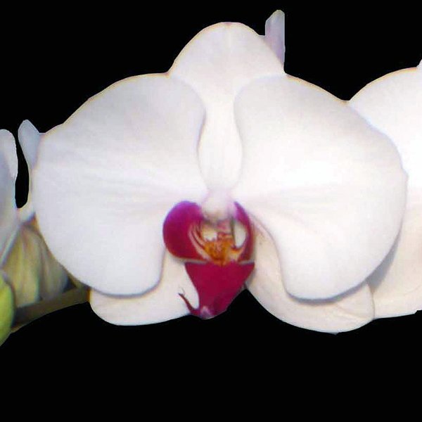 Phalaenopsis Cygnus Reanus (L689)