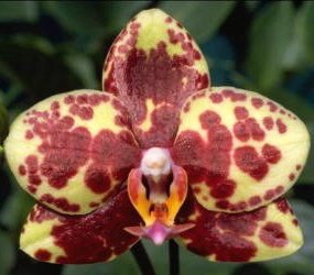 Phalaenopsis Timothy Christopher Taida (L691)