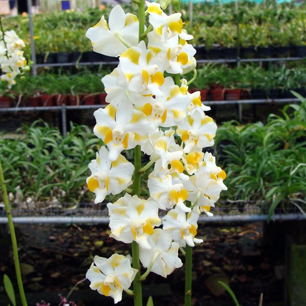 Doritis Pulcherrima 'Alba' (L700)
