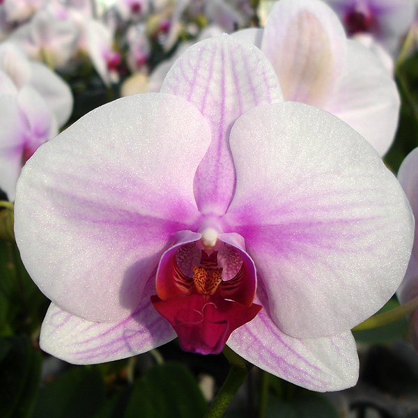 Phalaenopsis Sin Fattis (L728)