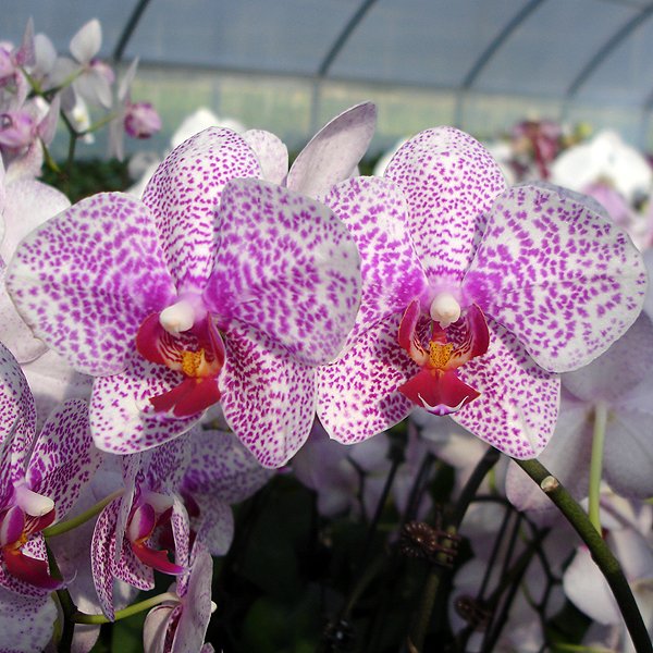 Phalaenopsis Chang Jhih Greengrape (L731)