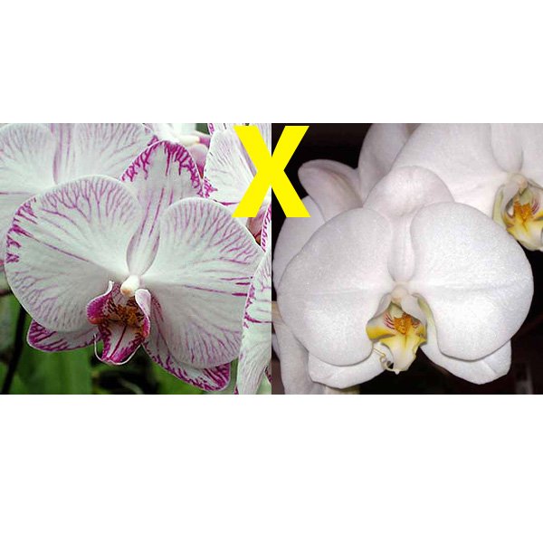 Doritaenopsis Minho Princess (L734)