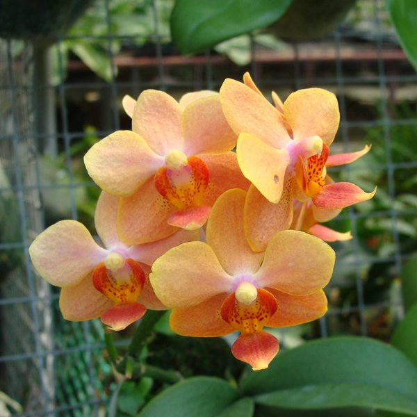Asconopsis Irene Dobkin × Phalaenopsis Carmela's Pixie (LM13)