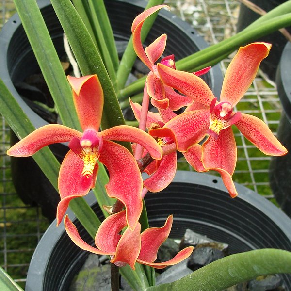 Pararenanthera Ng Chong Teng (Paraphalaenopsis denevei × Renanthera Nancy Chandler) (NCD)