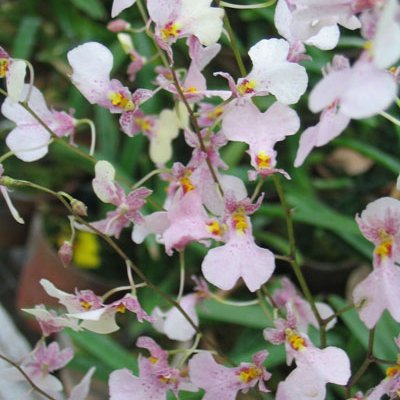 Oncidium Pink (OC111)