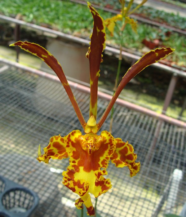 Psychopsis Mariposa (OC152)