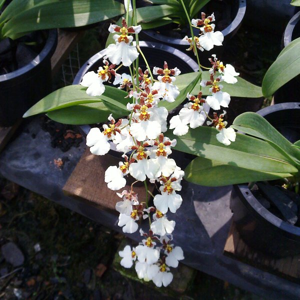Oncidium White Cloud (OC154)