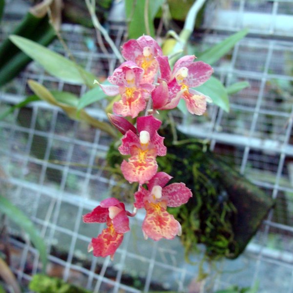 Howeara Lava Burst 'Puanani' AM/AOS (OC157)