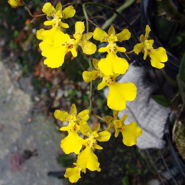 Oncidium onustum yellow (OC158)