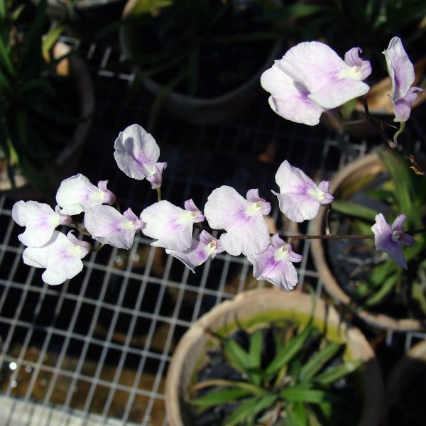 Ionopsis paniculata (OC64)