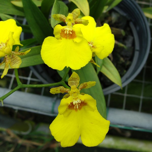 Oncidium Sweet Sugar (OC71)
