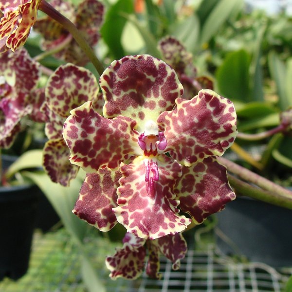 Oncidium Noel Schamrock Maureen × Haematochilum (OC83)