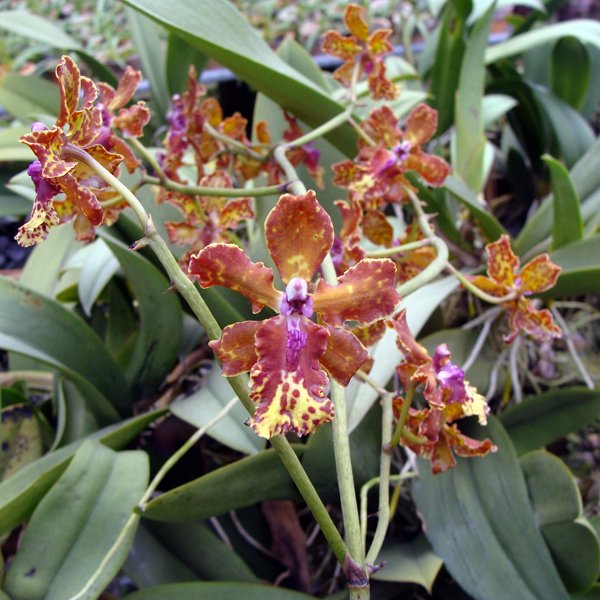 Oncidium Josephine (OC84)