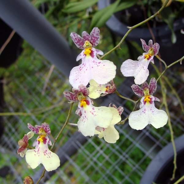 Oncidium Popcorn 'Misty Pinky' (OC91)