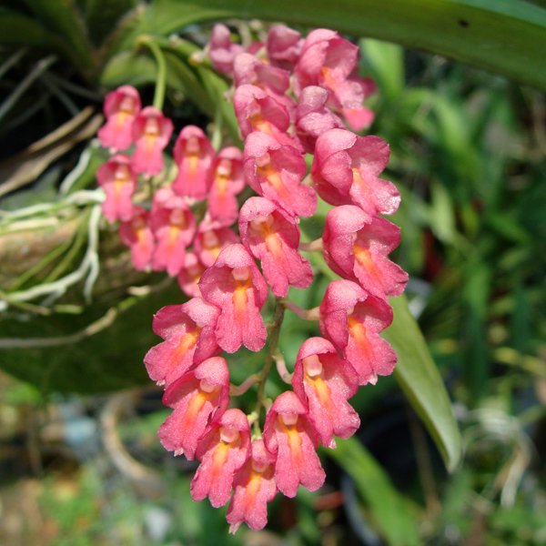 Rodriguezia Lanceolata (OC93)