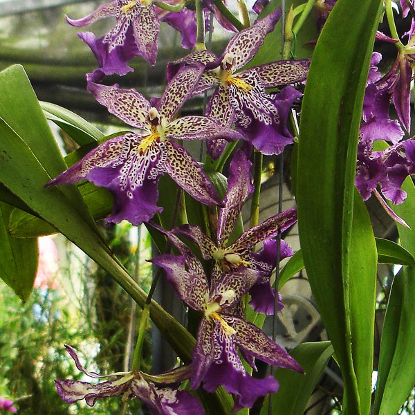 Beallara Marfitch 'Howard's Dream' AM/AOS (OC94)