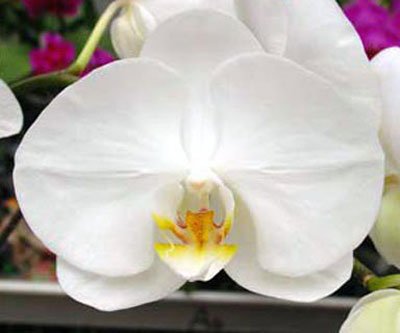 Phalaenopsis Haur Jin Princess '2394' × (Taisuco Kaaladian - Sogo White) (P100S)