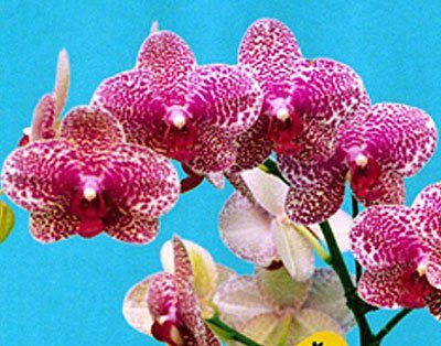 Doritaenopsis I-Hsin Sun Beauty 'KH6758#6' (P101S)