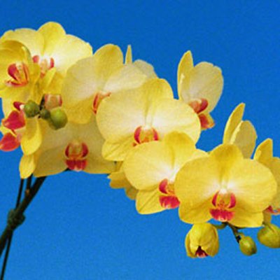 Doritaenopsis I-Hsin Kabuki (P102S)