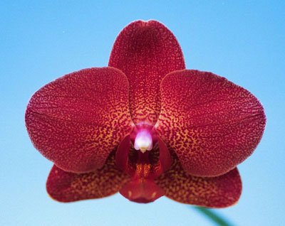 Doritaenopsis I-Hsin Picture 'KH7357' (P104S)