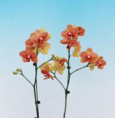 Doritaenopsis (I-Hsin Petite × Dou-Dii Golden Princess) (P105S)