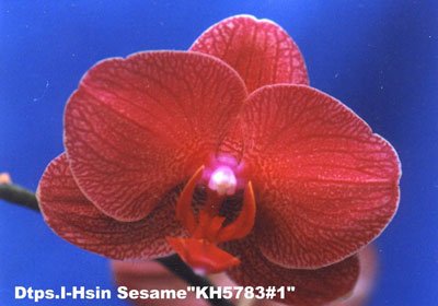 Doritaenopsis I-Hsin Sesame 'KH5783#1' (P106S)