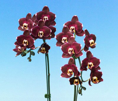 Doritaenopsis I-Hsin Black Jack 'KH5706#1' (P107S)