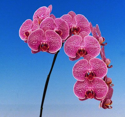Doritaenopsis Leopard Prince 'KH4338' (P108S)