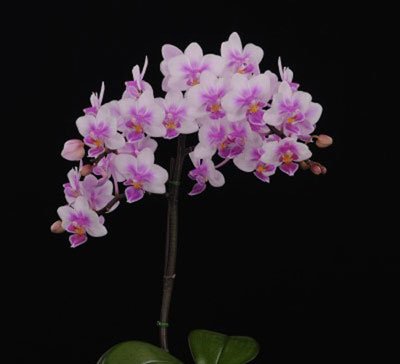 Phalaenopsis Brother Spring Dancer (P109S)