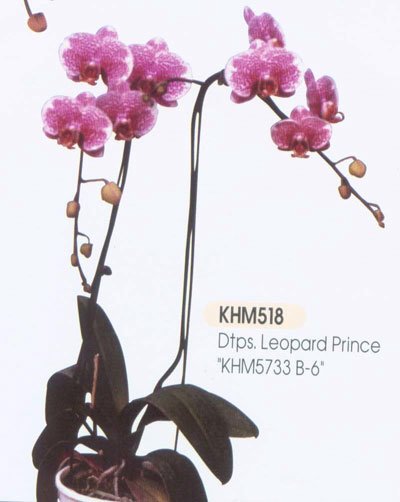 Doritaenopsis Leopard Prince 'KH5733' (P110S)