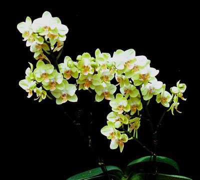 Phalaenopsis Popcorn Ball (P111S)