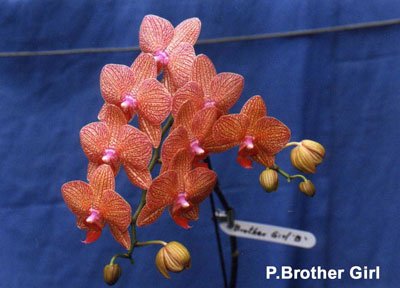 Phalaenopsis Brother Girl (P112S)