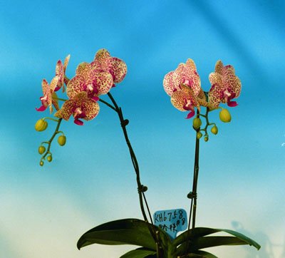 Doritaenopsis I-Hsin Sun Beauty 'KH6758#8' (P114S)