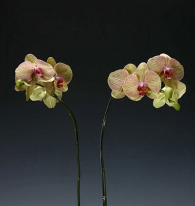 Doritaenopsis I-Hsin Spot Leopard 'KH7345#2' (P115S)