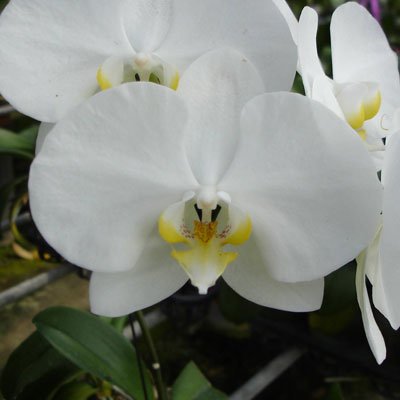 Doritaenopsis Join Angel 'TH274' (P118S)