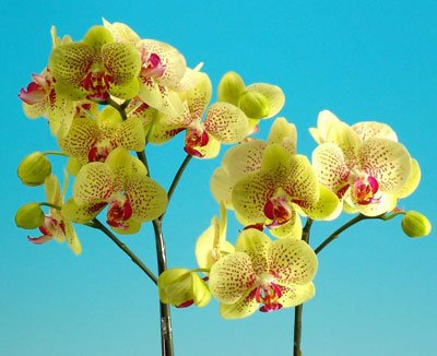 Doritaenopsis I-Hsin Sun Beauty 'KH6758#30' (P119S)