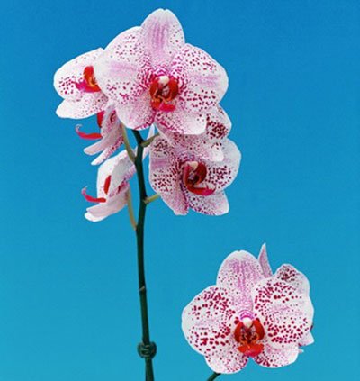 Doritaenopsis I-Hsin Black Valentine 'KH7015#2' (P120S)