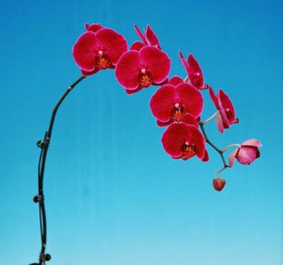 Doritaenopsis I-Hsin Cherry 'KH 7172' (P121S)