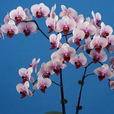 Doritaenopsis Chiada Kitty 'HT277#13 (P122S)