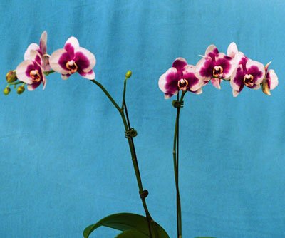 Doritaenopsis I-Hsin Black Jack 'KH5706' (P123S)