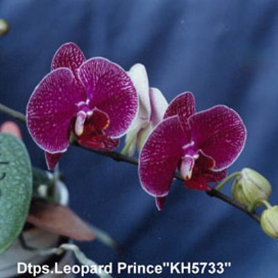 Doritaenopsis Leopard Prince (P124S)