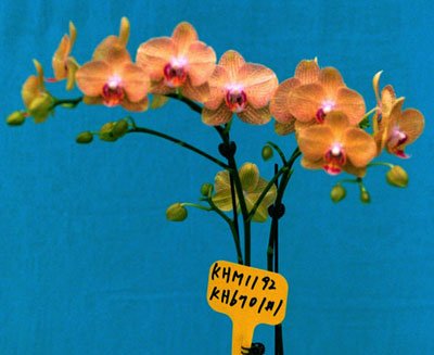 Doritaenopsis I-Hsin Lisa Prince 'KH6701#1 (P125S)