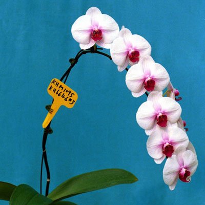 Doritaenopsis(Taisuco Noble × Mount Lip) 'KH6646#3' (P126M)
