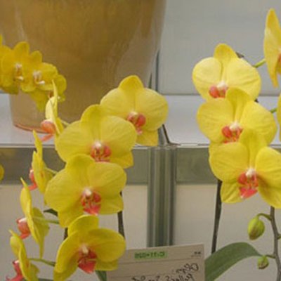 Doritaenopsis Fuller Sunset (P129S)