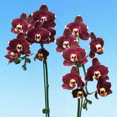 Doritaenopsis I-Hsin Black Jack 'KH5706#1' (P131)