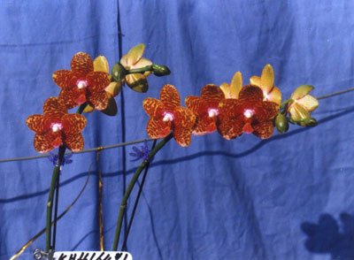 Phalaenopsis Black Peacock (P132)