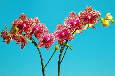 Doritaenopsis I-Hsin Sun Beauty 'KH6758#23' (P133)