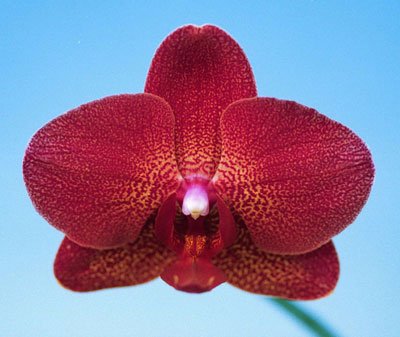 Doritaenopsis I-Hsin Picture 'KH7357' (P134)